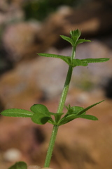 Galium aparine