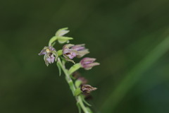 Epipactis