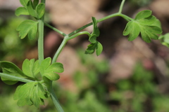 Fumaria capreolata