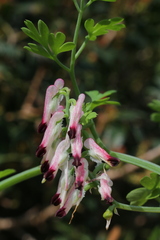 Fumaria capreolata