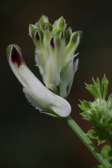 Fumaria capreolata