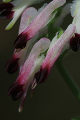 Fumaria capreolata