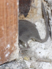 Soricidae