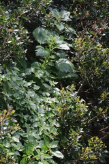 Urtica membranacea
