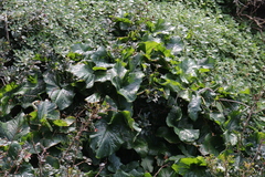 Arum italicum
