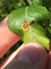 Euura pedunculi