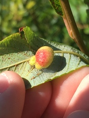 Euura pedunculi