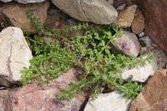 Galium aparine