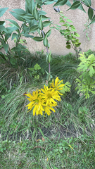 Silphium integrifolium