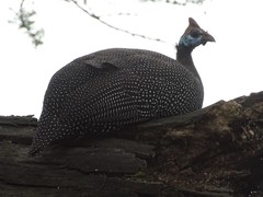 Numida meleagris