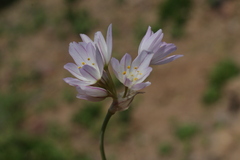 Allium roseum