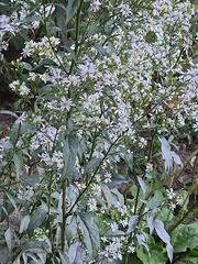 Symphyotrichum urophyllum