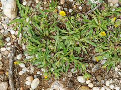 Calendula tripterocarpa