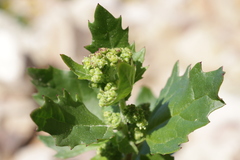 Chenopodiastrum murale