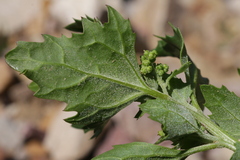 Chenopodiastrum murale