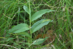 Epipactis