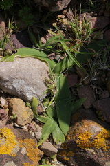 Hyacinthoides lingulata