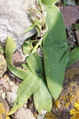 Hyacinthoides lingulata