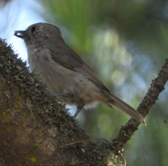 Baeolophus inornatus