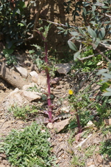 Sonchus asper glaucescens