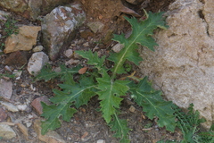 Cirsium scabrum