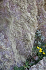 Lecanoromycetidae