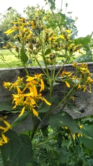Verbesina occidentalis