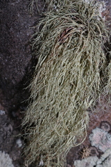 Lecanoromycetidae