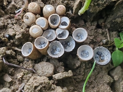 Cyathus stercoreus