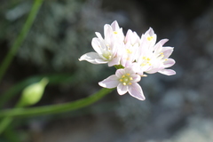 Allium roseum