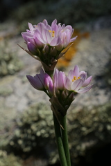 Allium roseum