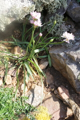 Allium roseum