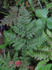 Cystopteris montana