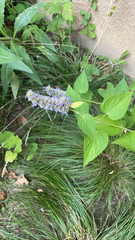Agastache foeniculum