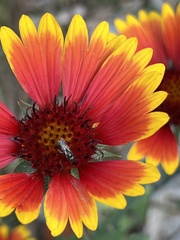 Agapostemon splendens