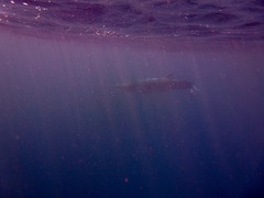 Balaenoptera