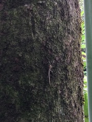 Lepidodactylus lugubris