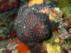 Aplidium fuscum