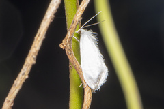 Tipanaea patulella