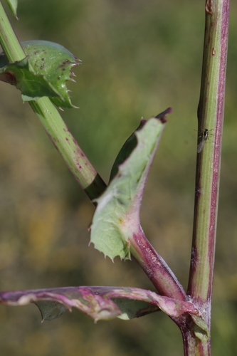 Sonchus oleraceus image