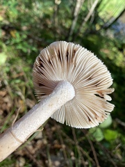 Amanita rhacopus