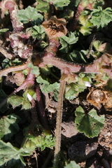 Malva parviflora