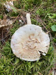Amanita rhacopus