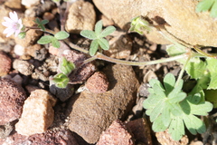 Geranium molle
