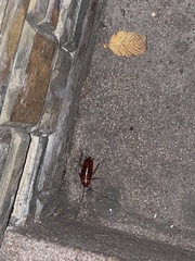 Blattoidea