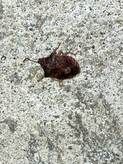 Dendrocoris humeralis