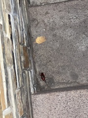 Blattoidea