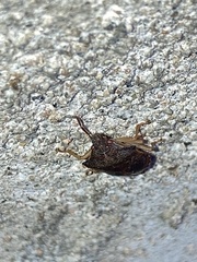 Dendrocoris humeralis