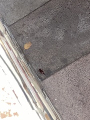Blattoidea