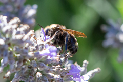 Bombus vosnesenskii